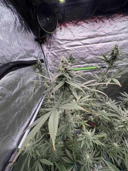 Truffle Jordan. Week 14