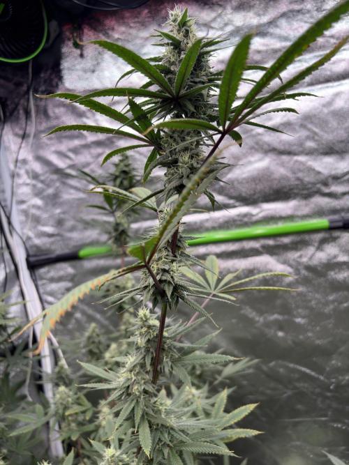 Truffle Jordan. Week 14