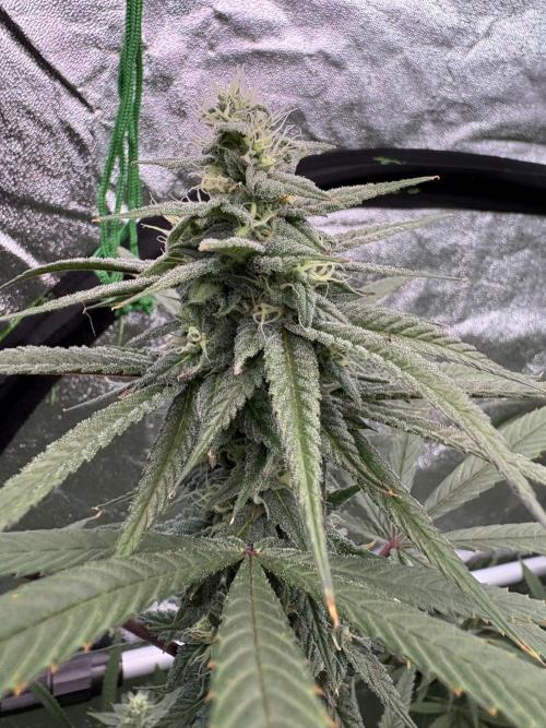 Truffle Jordan. Week 14