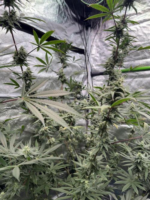 Truffle Jordan. Week 14