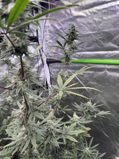 Truffle Jordan. Week 14