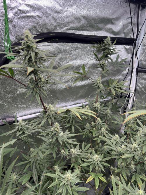 Truffle Jordan. Week 14