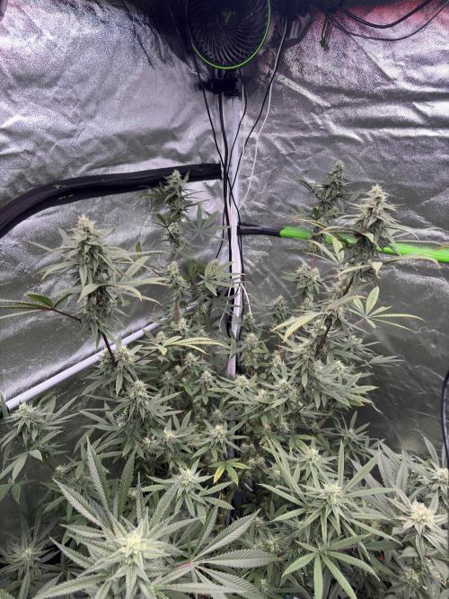 Truffle Jordan. Week 14