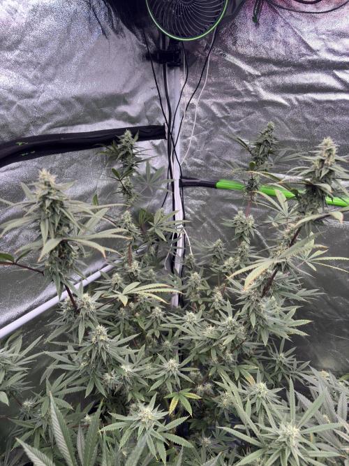 Truffle Jordan. Week 14