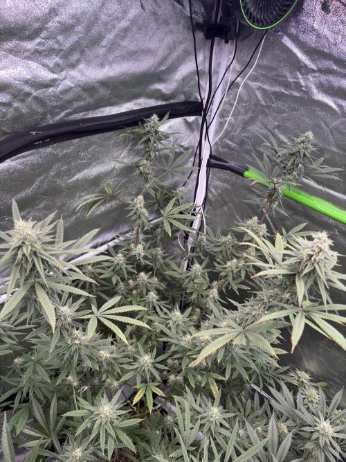 Truffle Jordan. Week 14