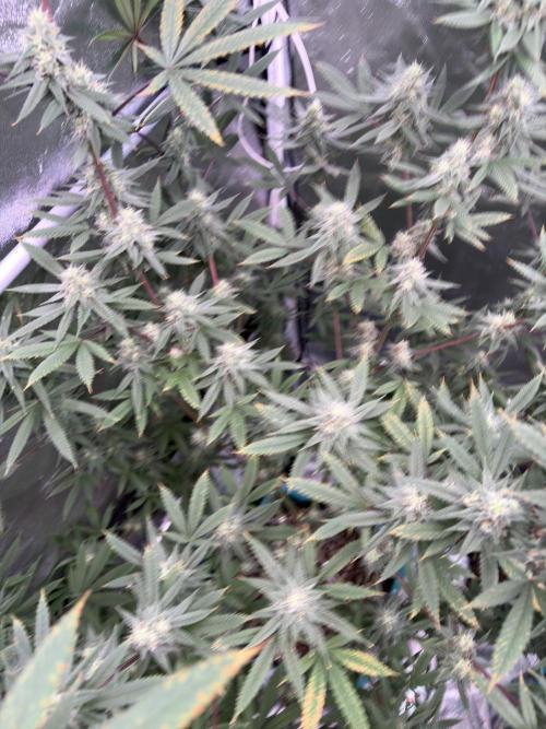 Truffle Jordan. Week 14