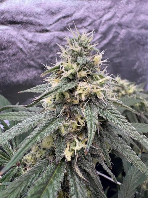 Black Sugar 2.0. Week 14