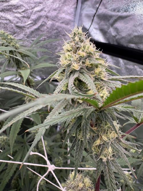 Black Sugar 2.0. Week 14