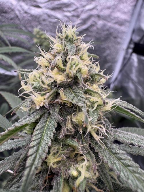 Black Sugar 2.0. Week 14