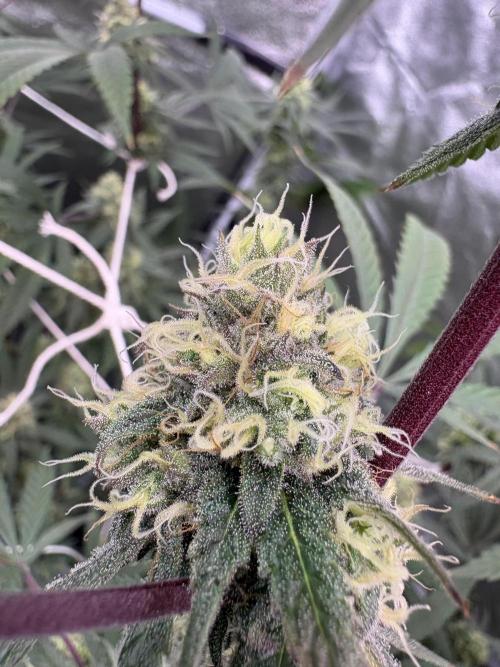 Black Sugar 2.0. Week 14