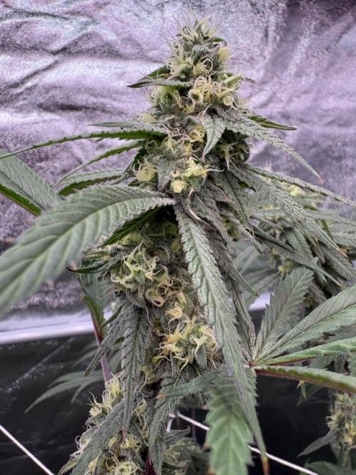 Black Sugar 2.0. Week 14