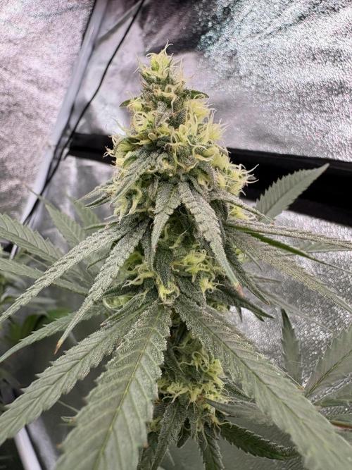 Black Sugar 2.0. Week 14