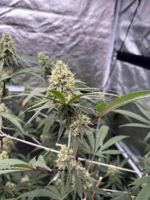 Black Sugar 2.0. Week 14