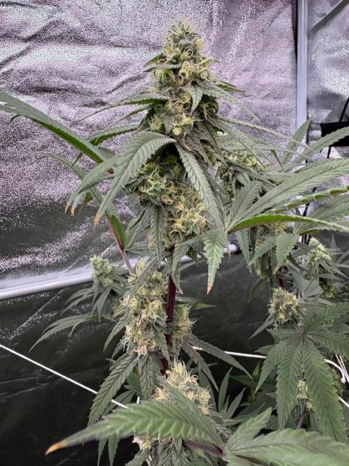 Black Sugar 2.0. Week 14