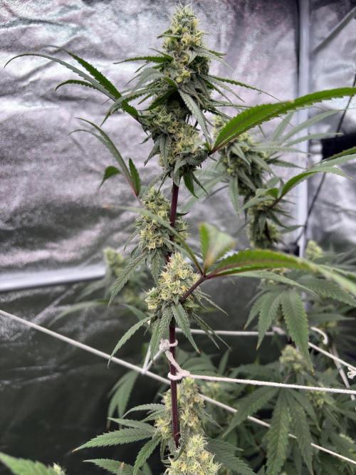 Black Sugar 2.0. Week 14