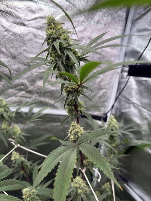 Black Sugar 2.0. Week 14