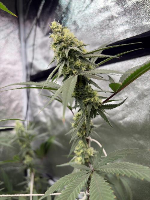 Black Sugar 2.0. Week 14