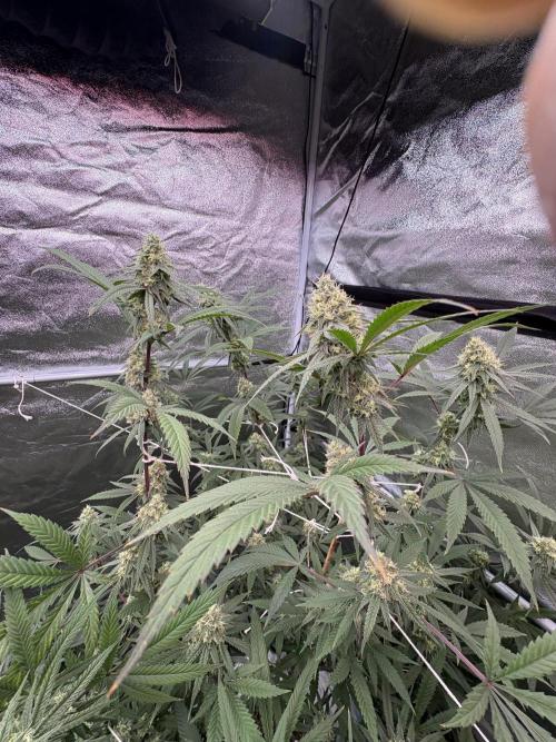 Black Sugar 2.0. Week 14