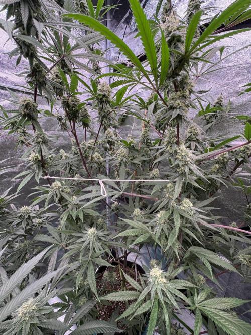 Black Sugar 2.0. Week 14