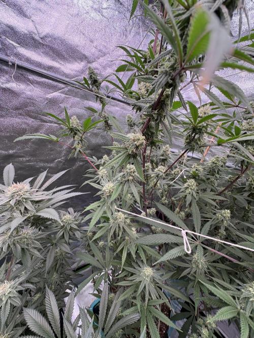 Black Sugar 2.0. Week 14