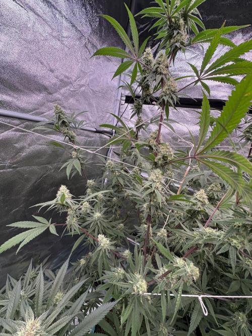 Black Sugar 2.0. Week 14