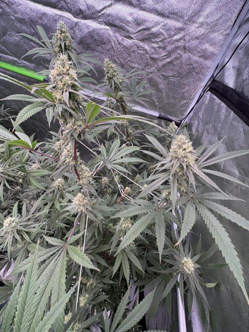 Black Sugar 2.0. Week 14