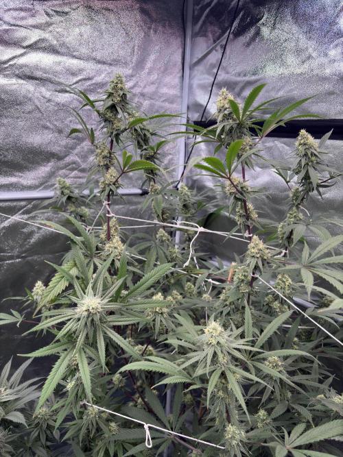 Black Sugar 2.0. Week 14