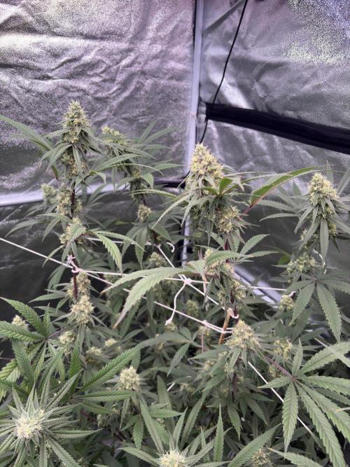 Black Sugar 2.0. Week 14