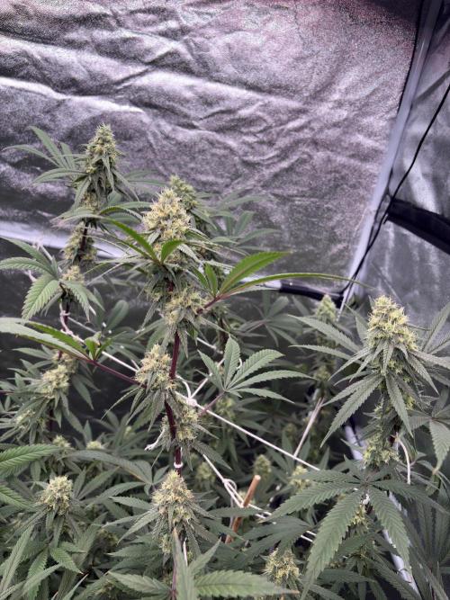 Black Sugar 2.0. Week 14