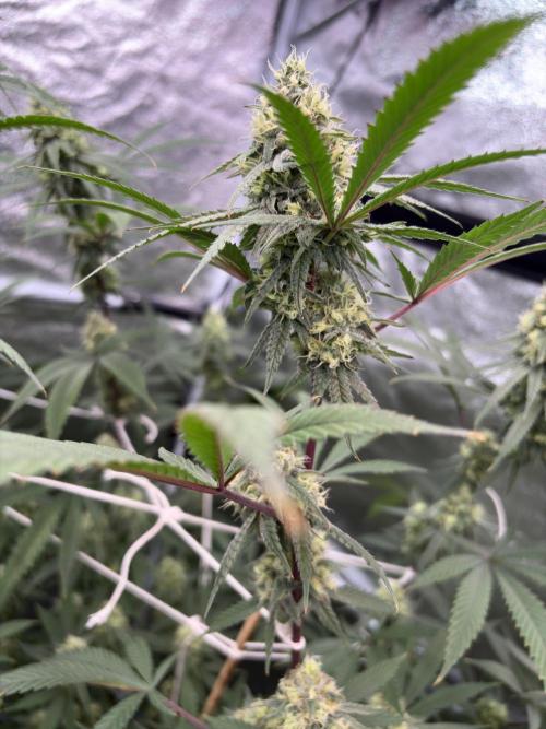 Black Sugar 2.0. Week 14