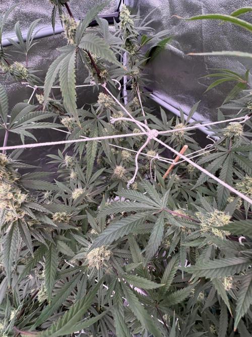 Black Sugar 2.0. Week 14