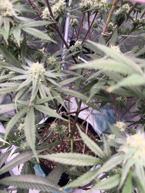 Black Sugar 2.0. Week 14