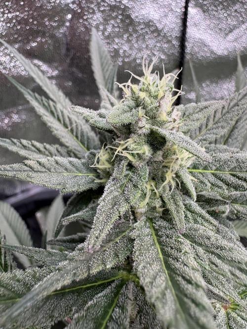 Lemon Cherry Gelato. Week 14