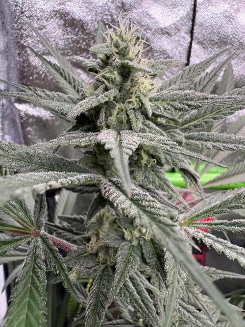 Lemon Cherry Gelato. Week 14