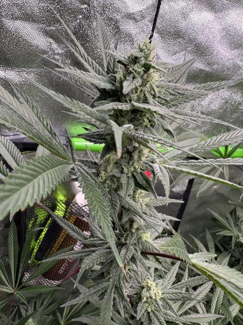 Lemon Cherry Gelato. Week 14