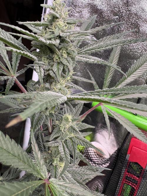 Lemon Cherry Gelato. Week 14