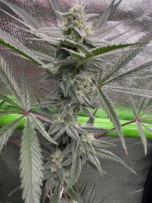 Lemon Cherry Gelato. Week 14