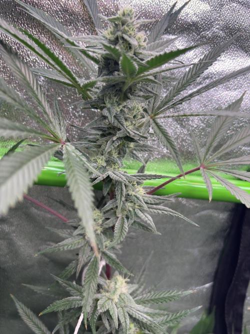 Lemon Cherry Gelato. Week 14