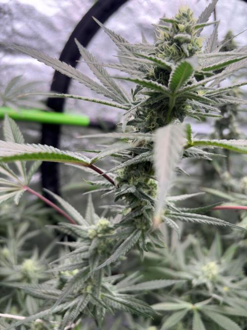 Lemon Cherry Gelato. Week 14