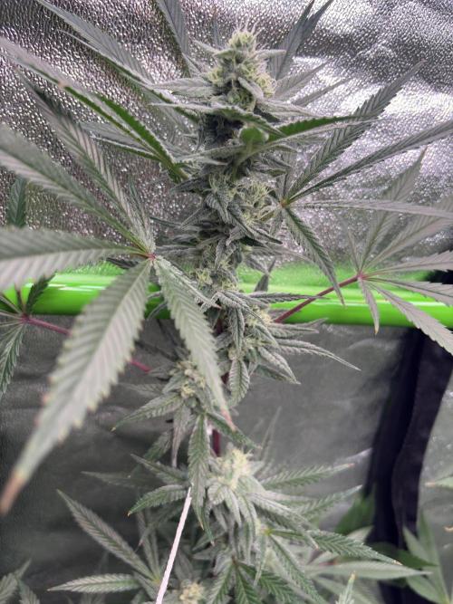 Lemon Cherry Gelato. Week 14