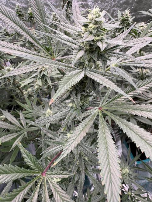 Lemon Cherry Gelato. Week 14