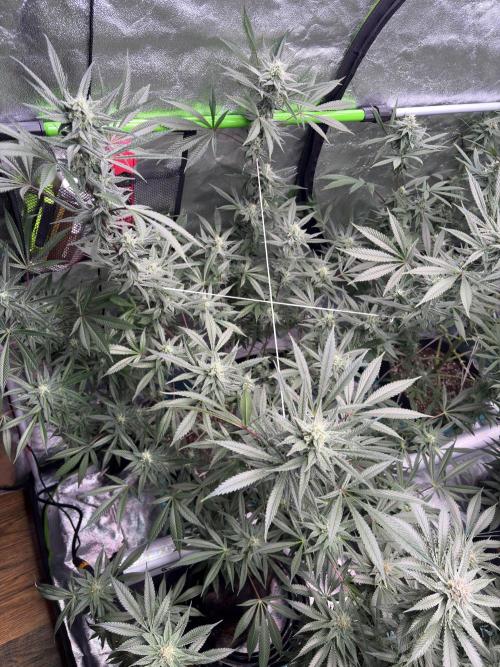 Lemon Cherry Gelato. Week 14