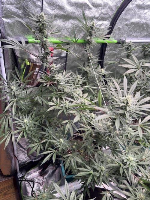 Lemon Cherry Gelato. Week 14