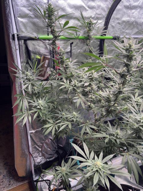 Lemon Cherry Gelato. Week 14