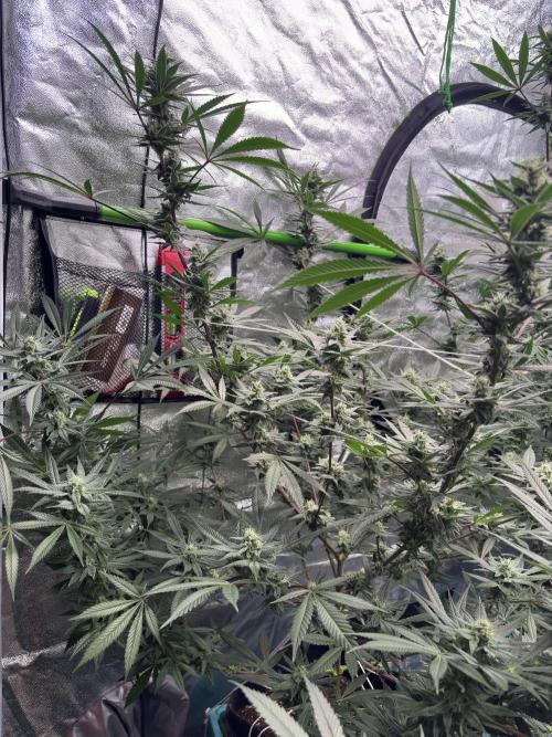 Lemon Cherry Gelato. Week 14