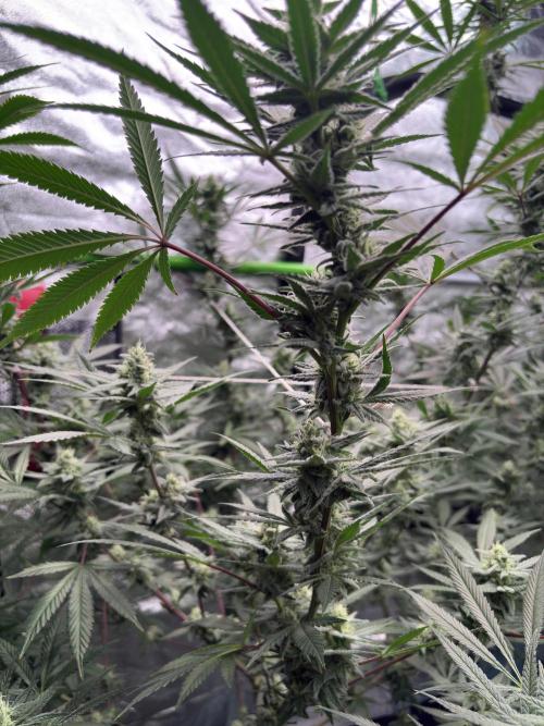 Lemon Cherry Gelato. Week 14