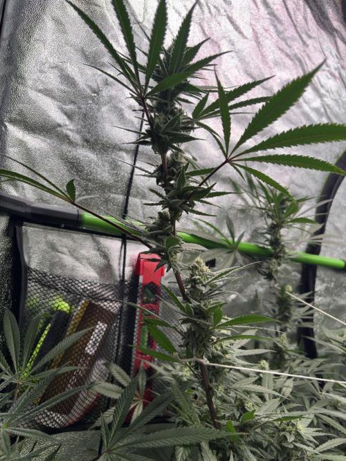 Lemon Cherry Gelato. Week 14