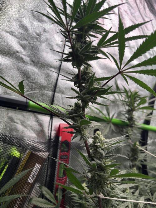 Lemon Cherry Gelato. Week 14