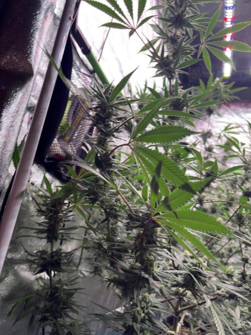 Lemon Cherry Gelato. Week 14