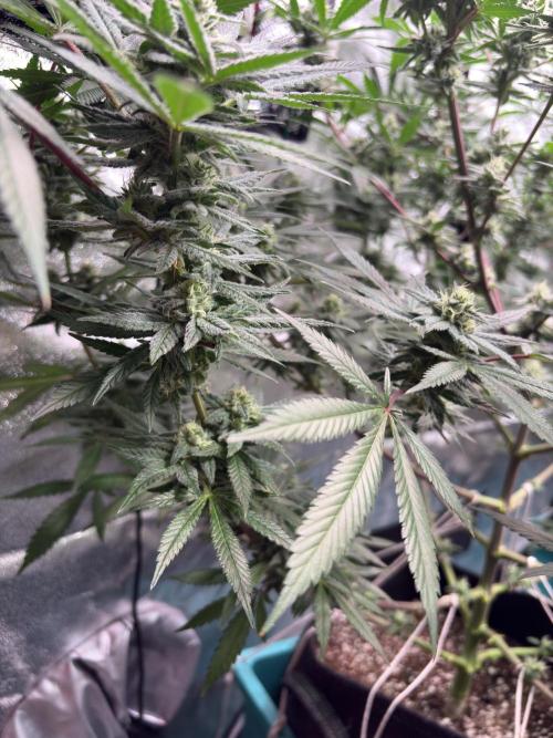 Lemon Cherry Gelato. Week 14